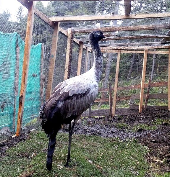 A black-necked crane, the winter visitor of the Phobjikha valley