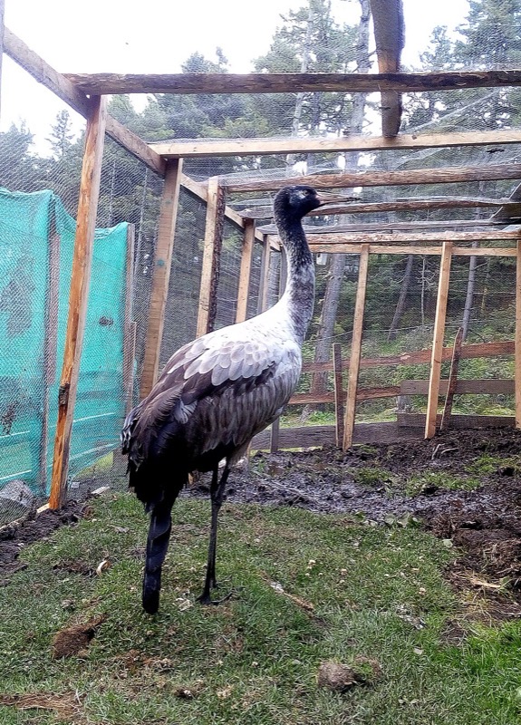A black-necked crane, the winter visitor of the Phobjikha valley